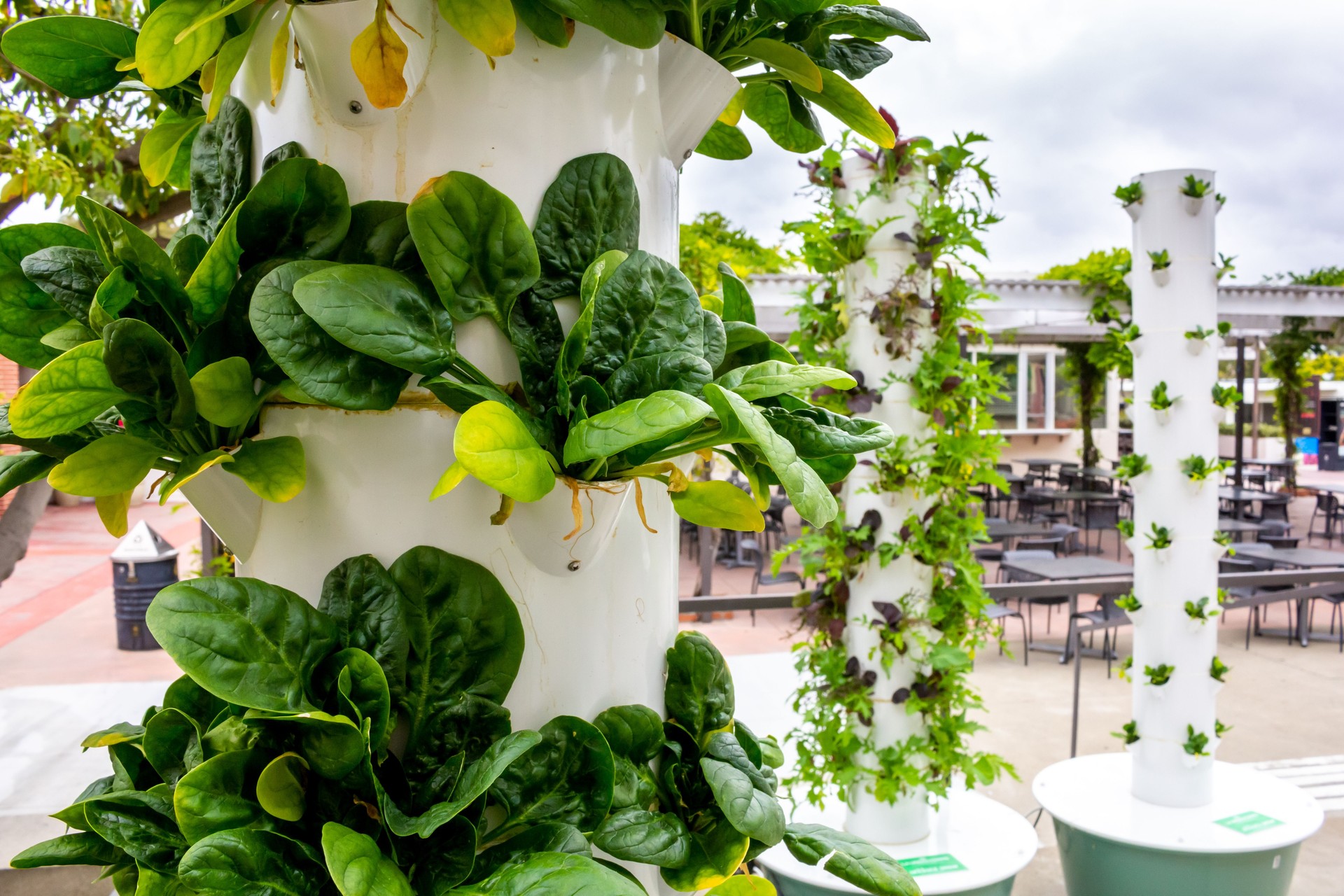 hydroponic veggies