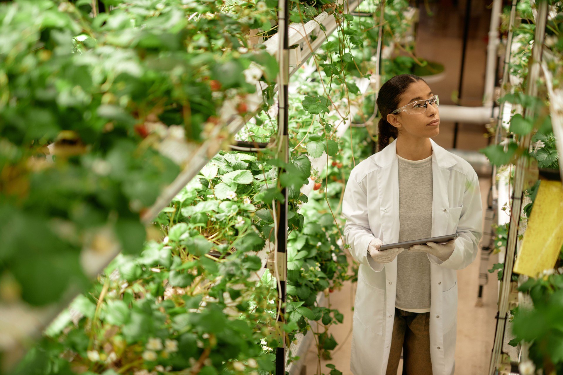 Monitoring Growth of Plants in Hydroponic Farm